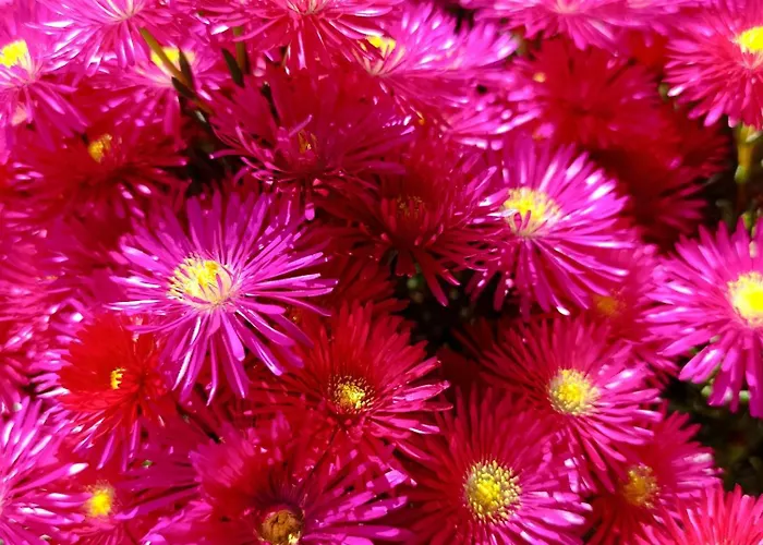 Agathi Paradise Lejlighed *