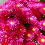 Agathi Paradise 아파트 *